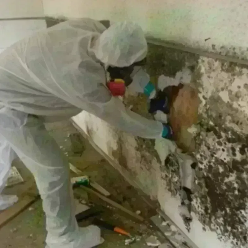 Mold Remediation and Removal in Enterprise, UT